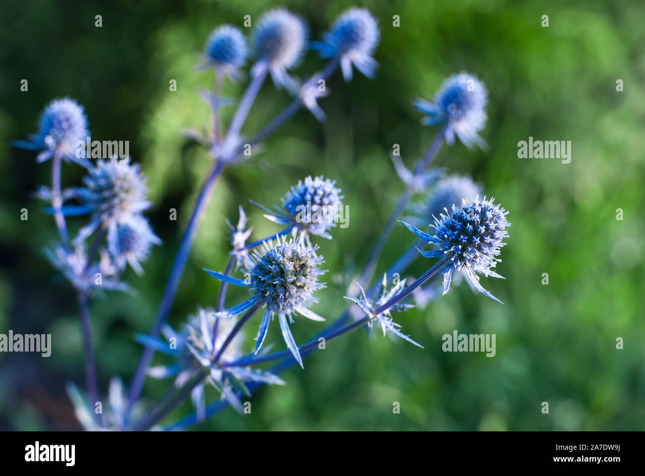Eryngium. Zierpflanzen mit Steely blaue Blumen im Garten. Flache DOF Stockfoto