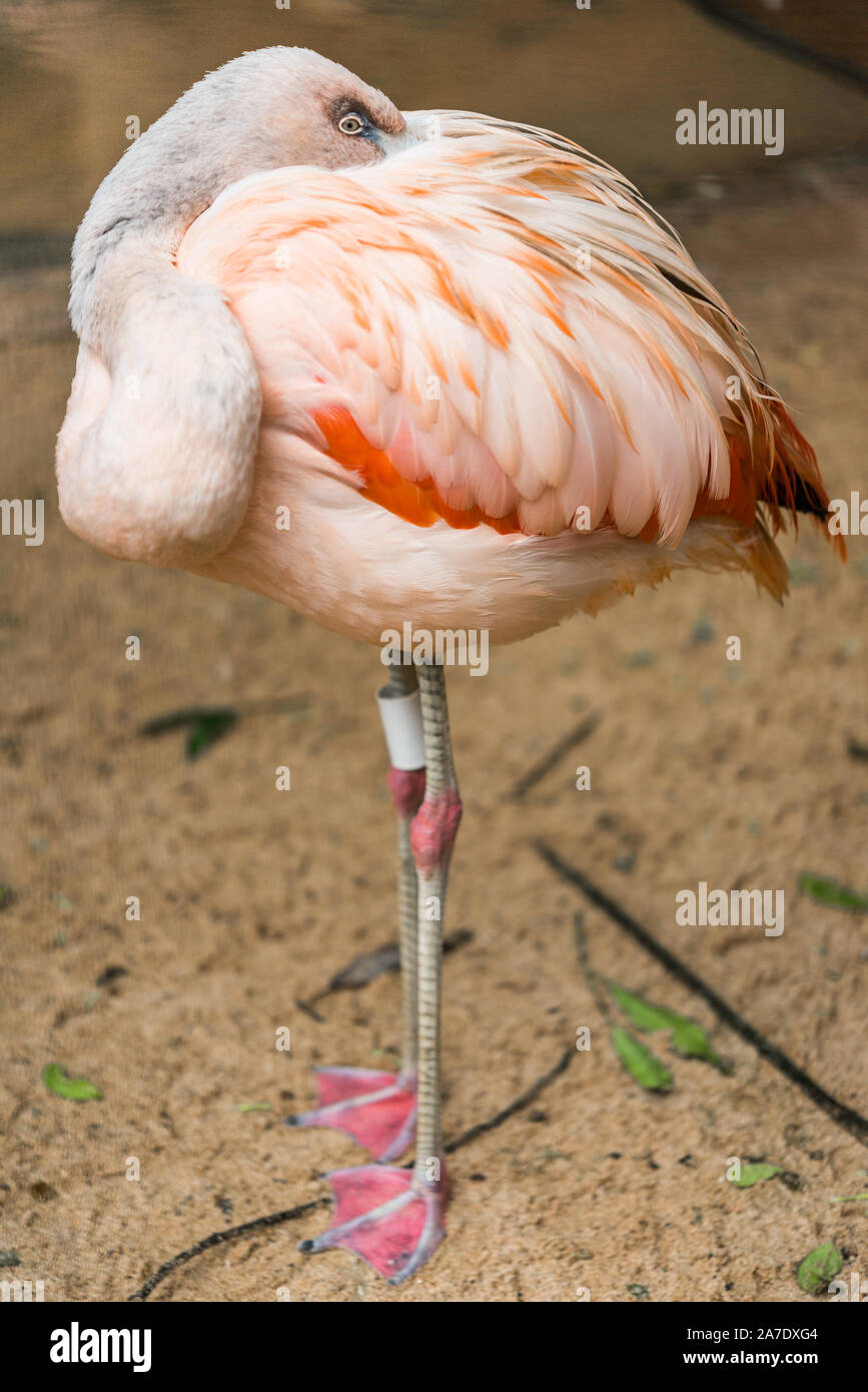 In der Nähe von Flamingo exotischen tropischen seltene Vogel- und Pflanzenwelt Tier in der Natur. Stockfoto