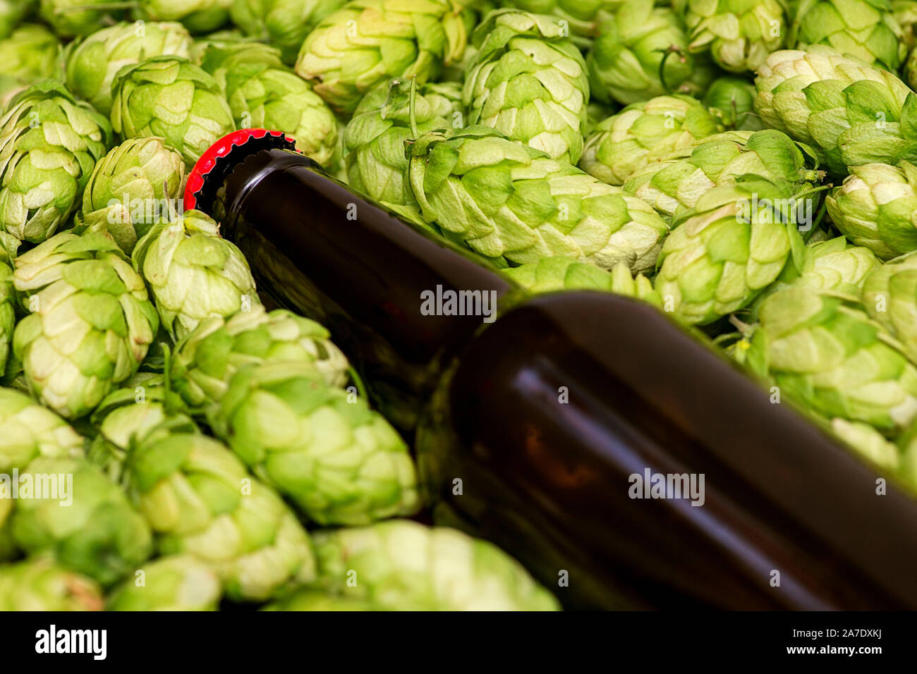 Bier Flasche liegt auf Hopfenzapfen, hautnah. Ein Glas Flaschen Bier, grüne Kegel. Stockfoto