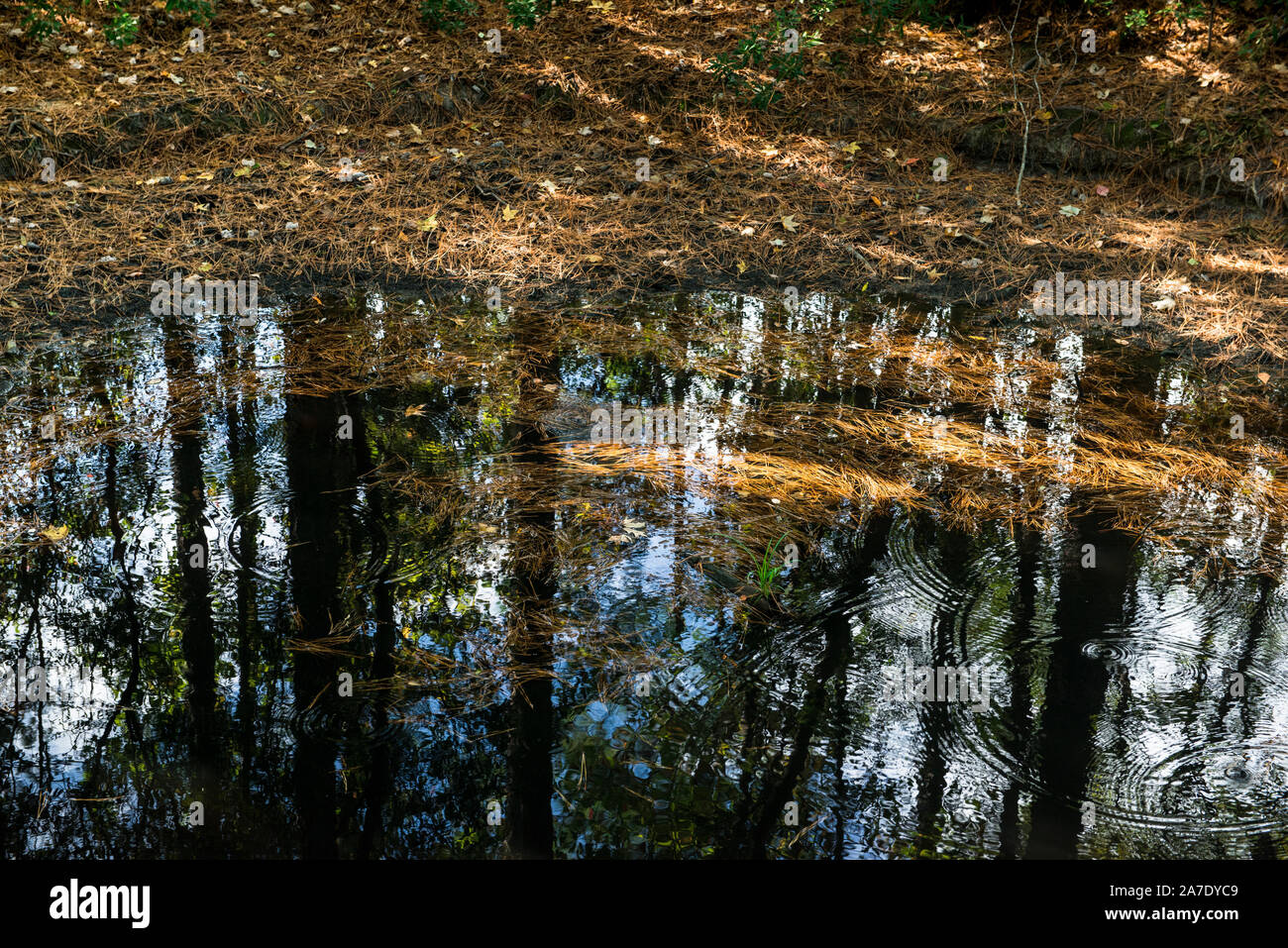 Virginia Beach Aquarium Natur zu Fuß. Sanfte Teich mit Wellen und fallende Blätter im Herbst. Hintergrundbild. Kopieren Sie Platz. Hohe Bäume im Wasser wider. Stockfoto