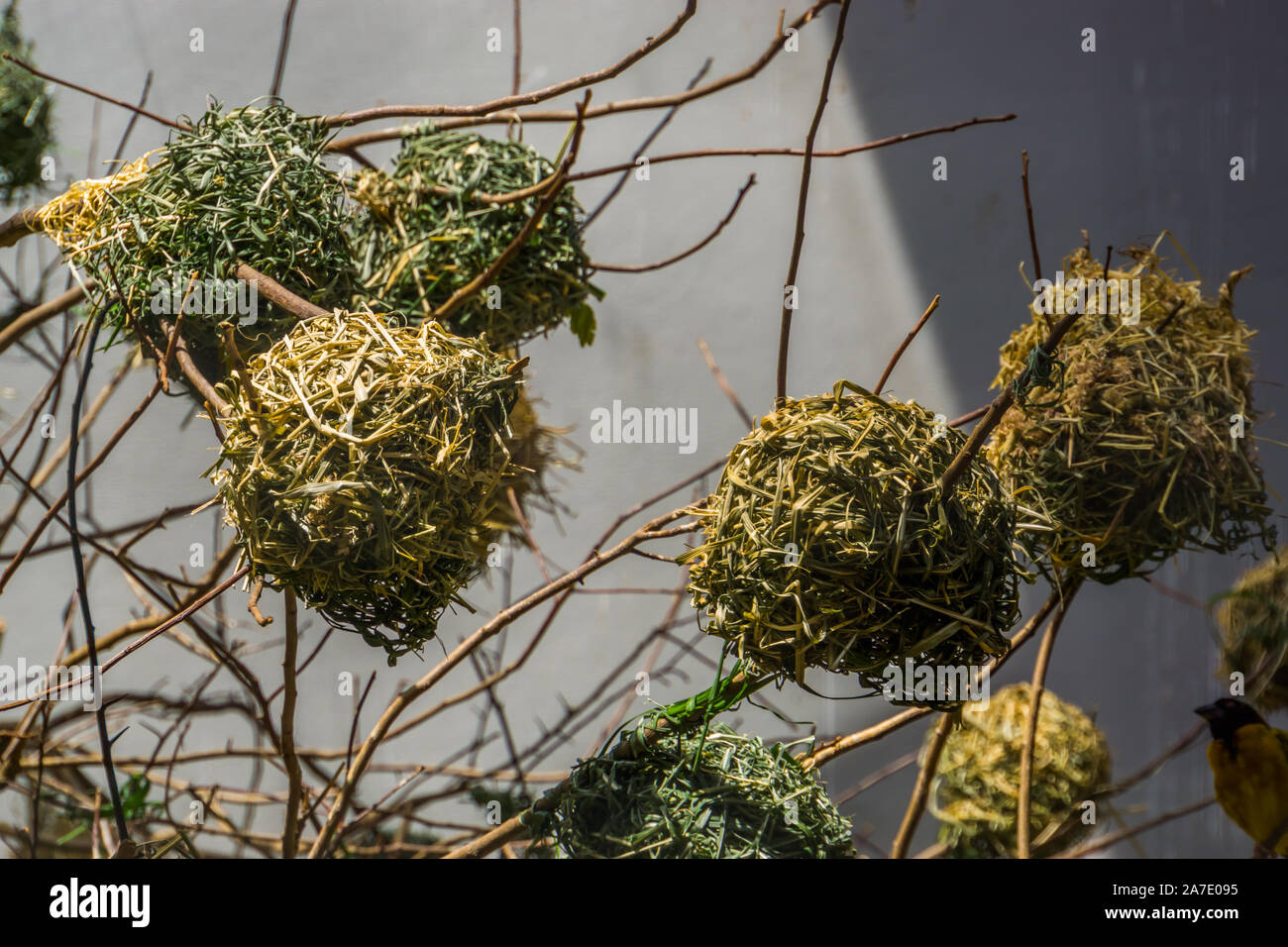 Schwarze Leitung weaver Nester in einem Baum, Wohnungen eines tropischen Finch aus Afrika, vogel Zucht Stockfoto