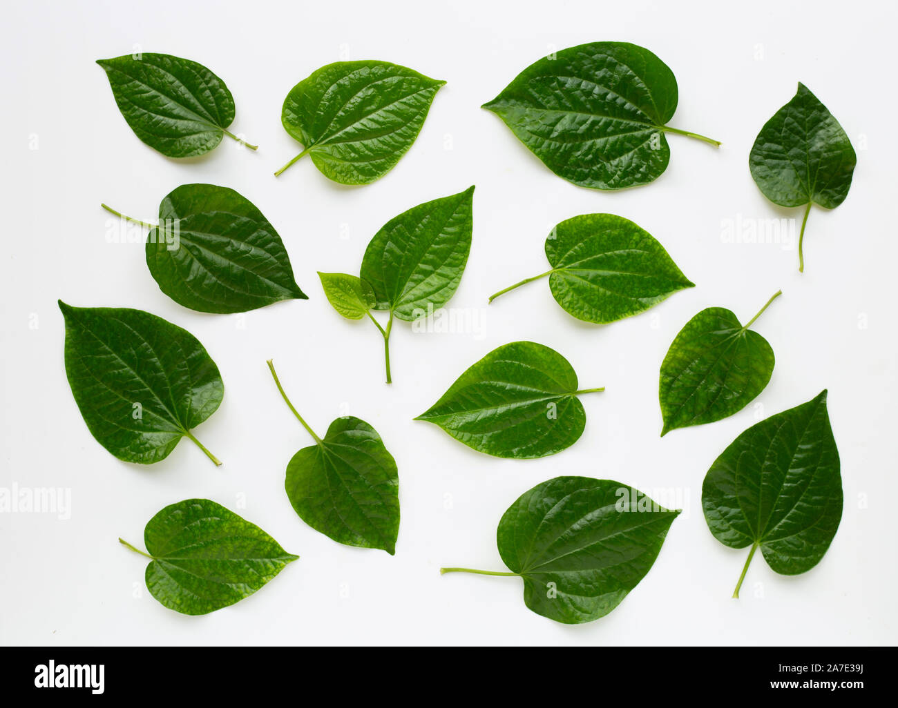 Piper sarmentosum oder Wildbetal leafbush auf weißem Hintergrund Stockfoto