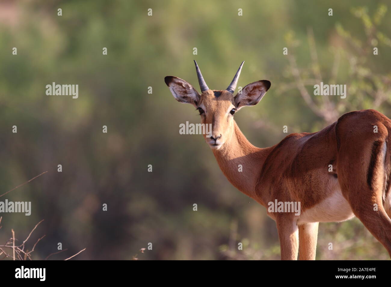 Impala Stockfoto