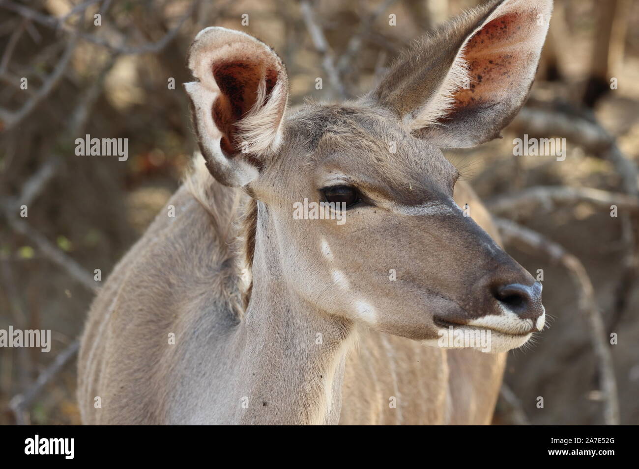KUDU Stockfoto