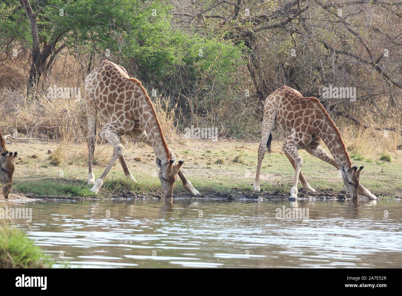 Giraffe drinkings Stockfoto