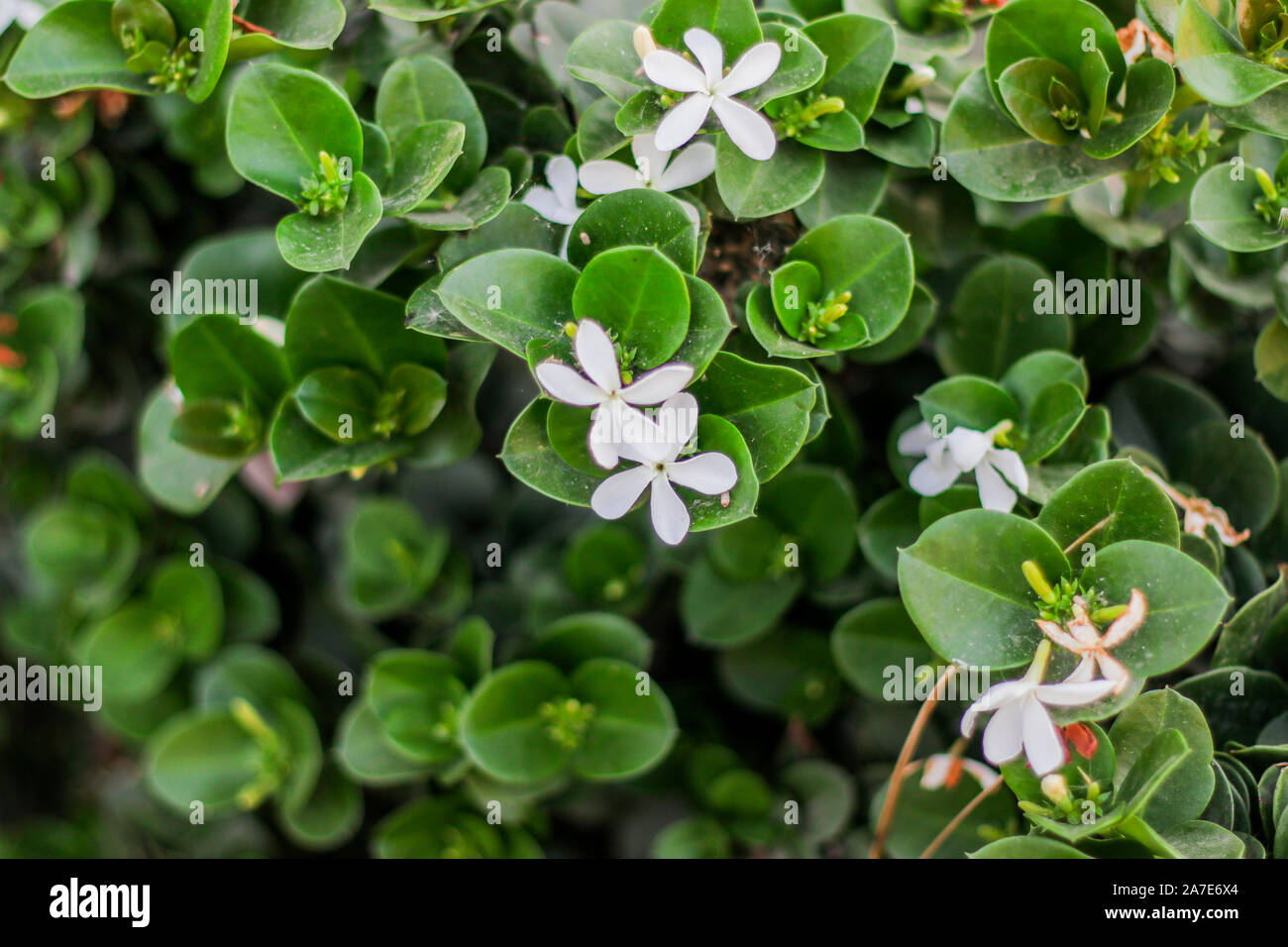 Carissa macrocarpa ist eine stachelige, immergrüner Strauch mit Latex. Es produziert shuny, tiefgrünen Blättern und weissen Blüten. Die ornamentale mollig, r Stockfoto