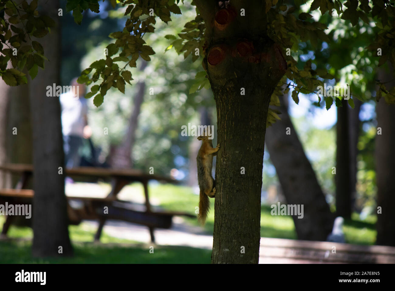 Eichhörnchen klettert einen Baum. Er bewegt sich zu schnell. Er hat braune Farben. Essen ist für Sie. Stockfoto