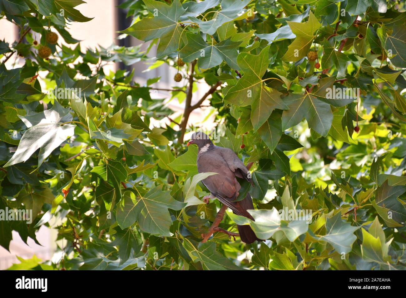 Eine Taube unter den grünen Blättern Stockfoto