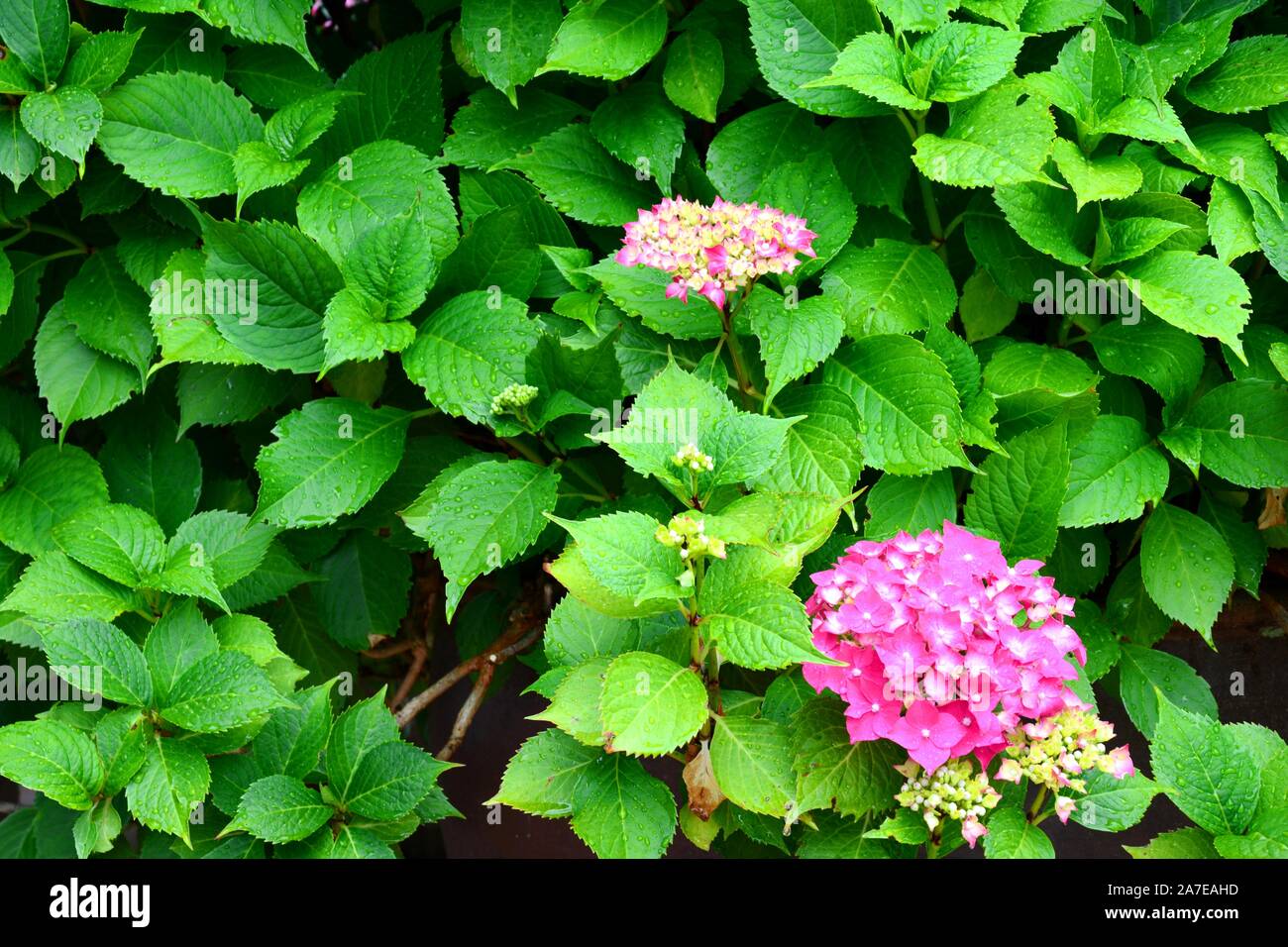 Rosa Hortensien und viele grüne Blätter Stockfoto