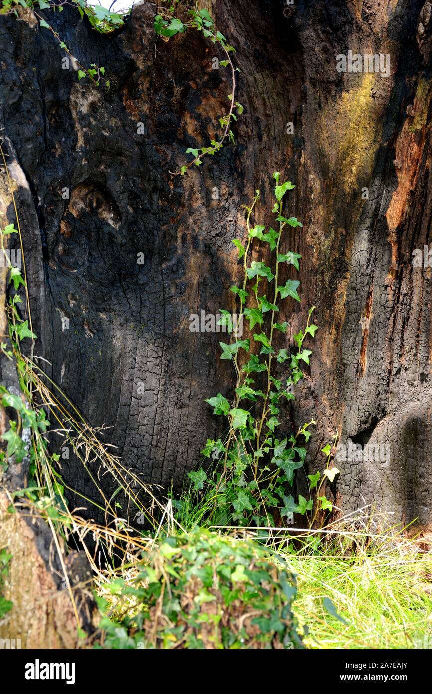 Eine verbrannte Kofferraum voll von grünen Pflanzen Stockfoto