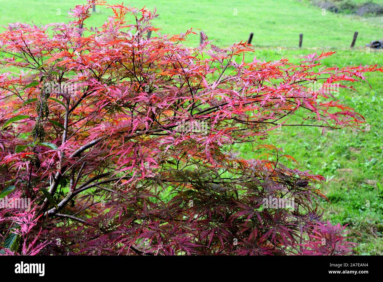 Eine rote Bush mit der rötlichen Blätter Stockfoto