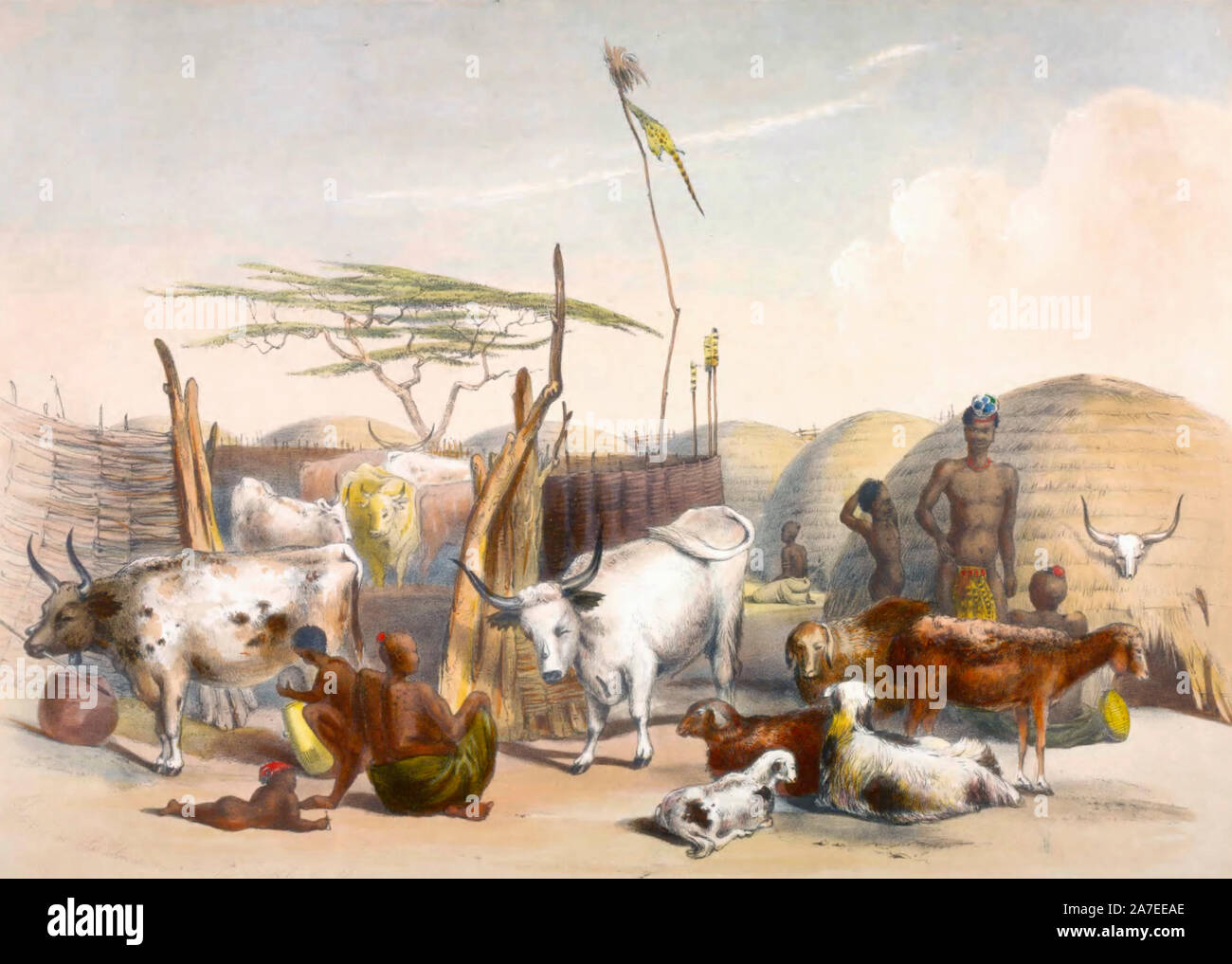 Zulu Kraal auf der Umgami, mit Rindern und Schafen, Südafrika, ca. 1849 Stockfoto
