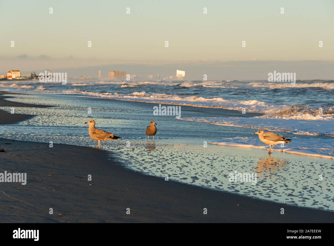 Juvenile Great Black-backed Möwen am Ufer in Ocean Beach, New Jersey, mit dem Atlantischen Skyline der Stadt in der Ferne. Stockfoto