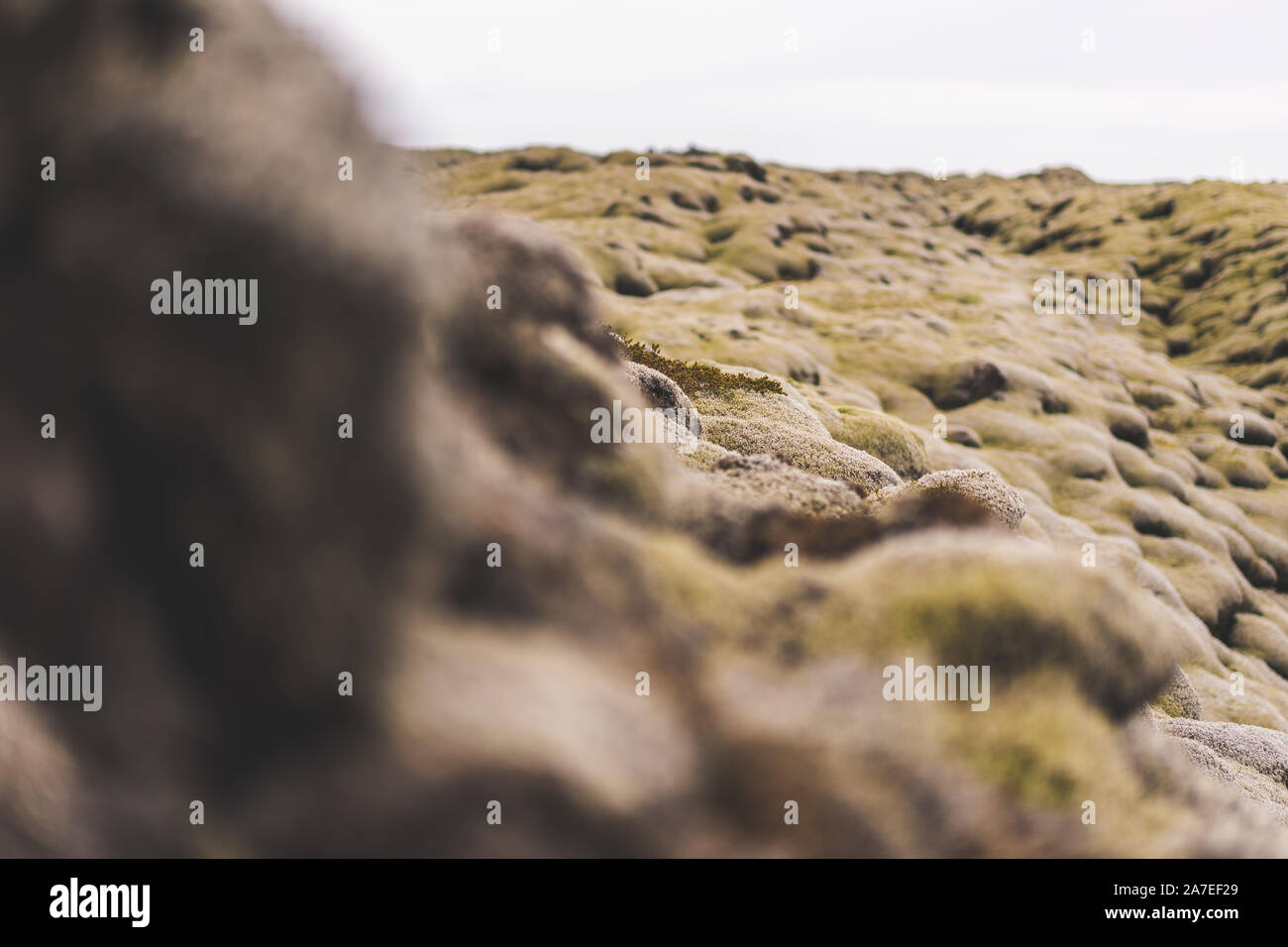 Tiefenschärfe Über bemoosten Felsen Landschaft Grün Pflanzen natürliche Pflanzen Highlands Stockfoto