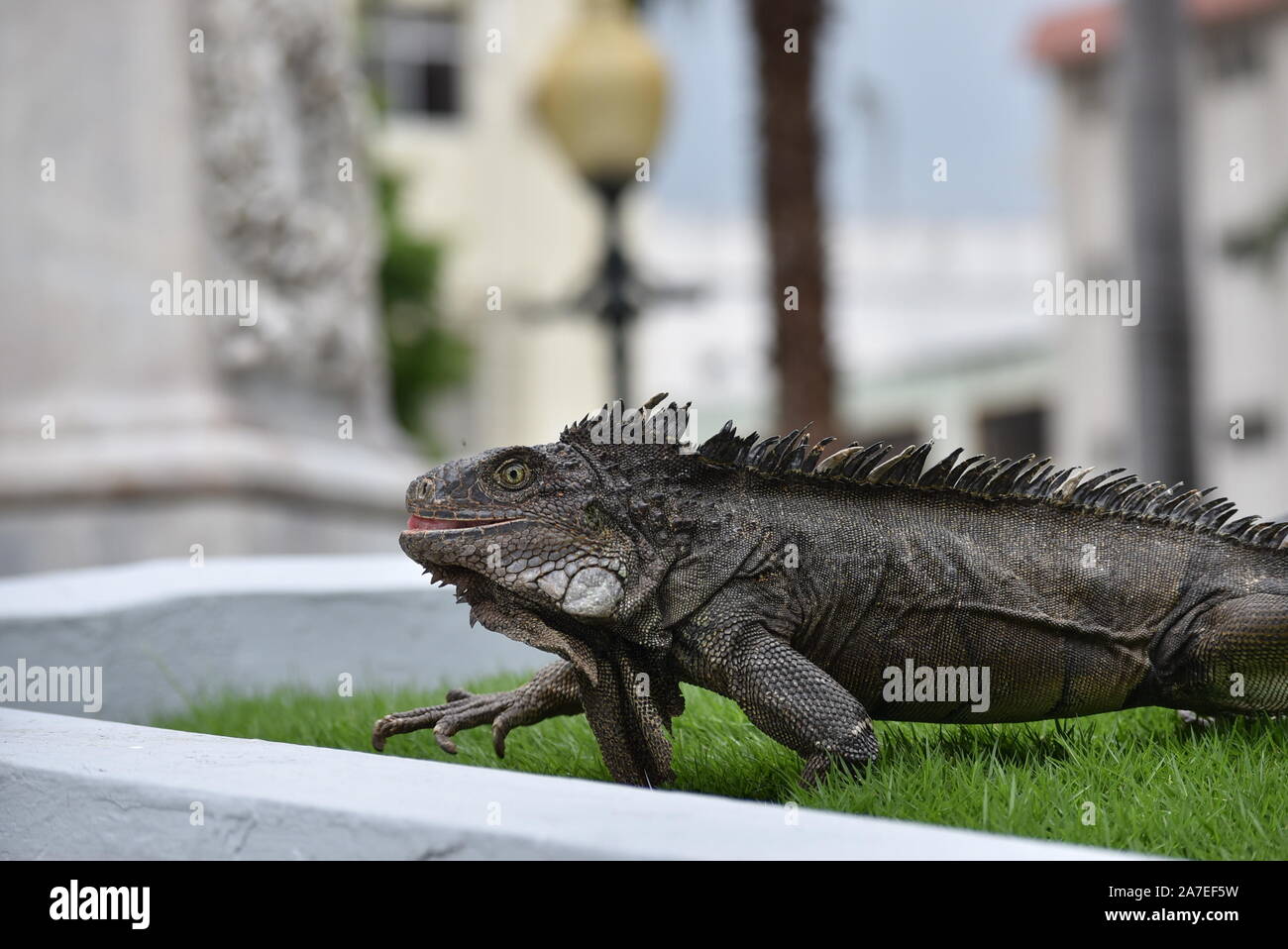 Iguana in die leguane Park in Guayaquil, Ecuador Stockfoto