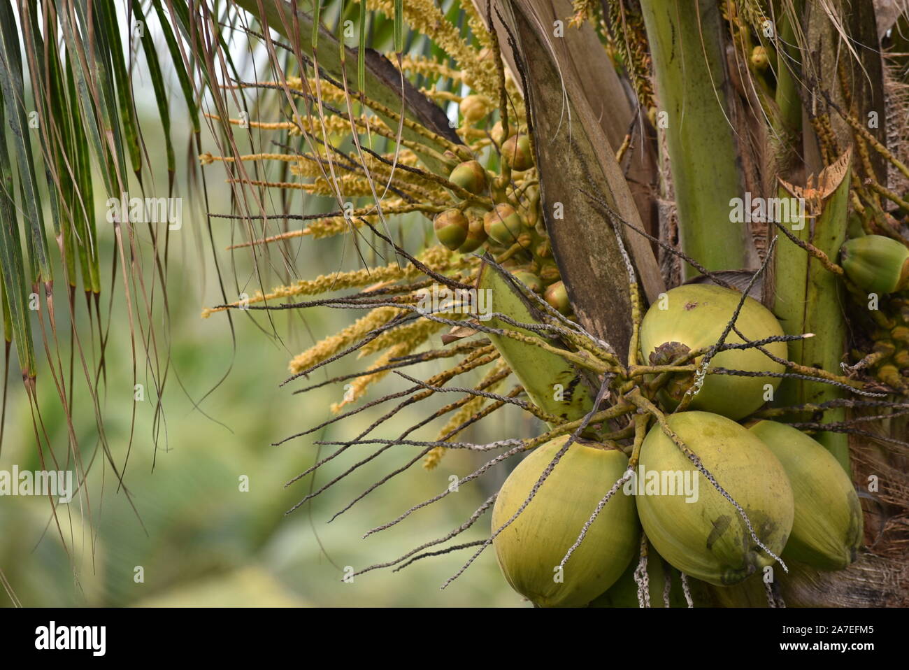 Kokosnüsse auf die Palme Stockfoto