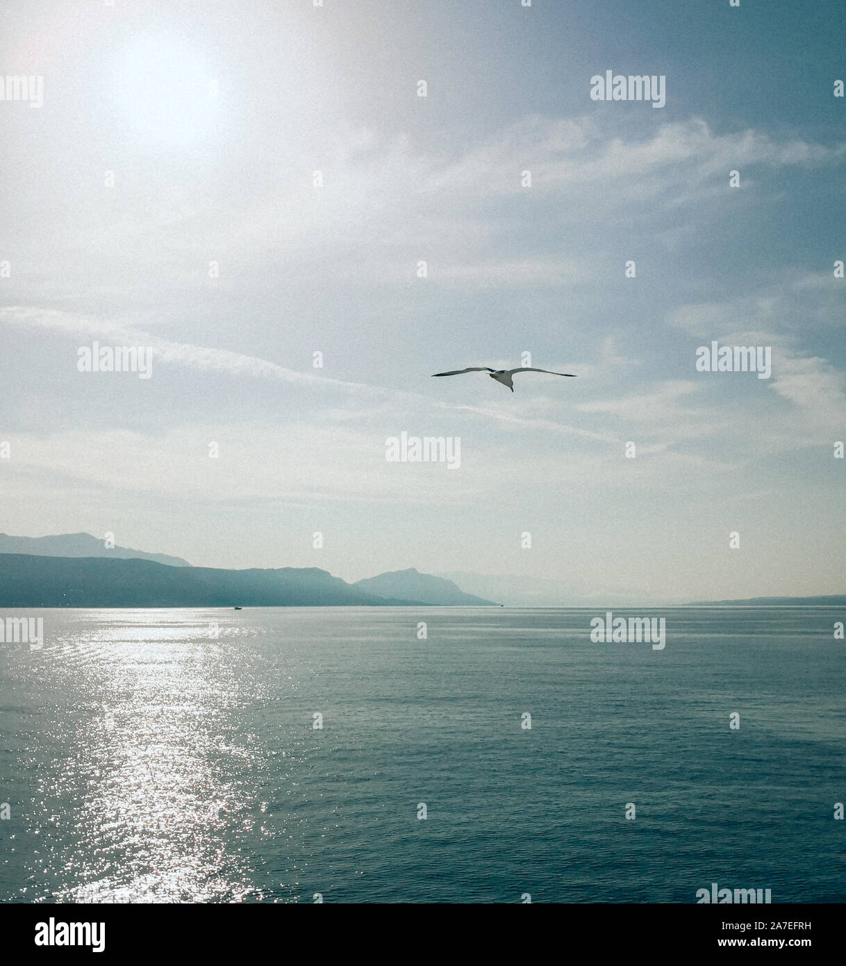 Ruhe in der Adria, eine Möwe das Fliegen und die Sonne spiegelt sich in der Meeresoberfläche über die Berge und die Küste Stadt Stockfoto