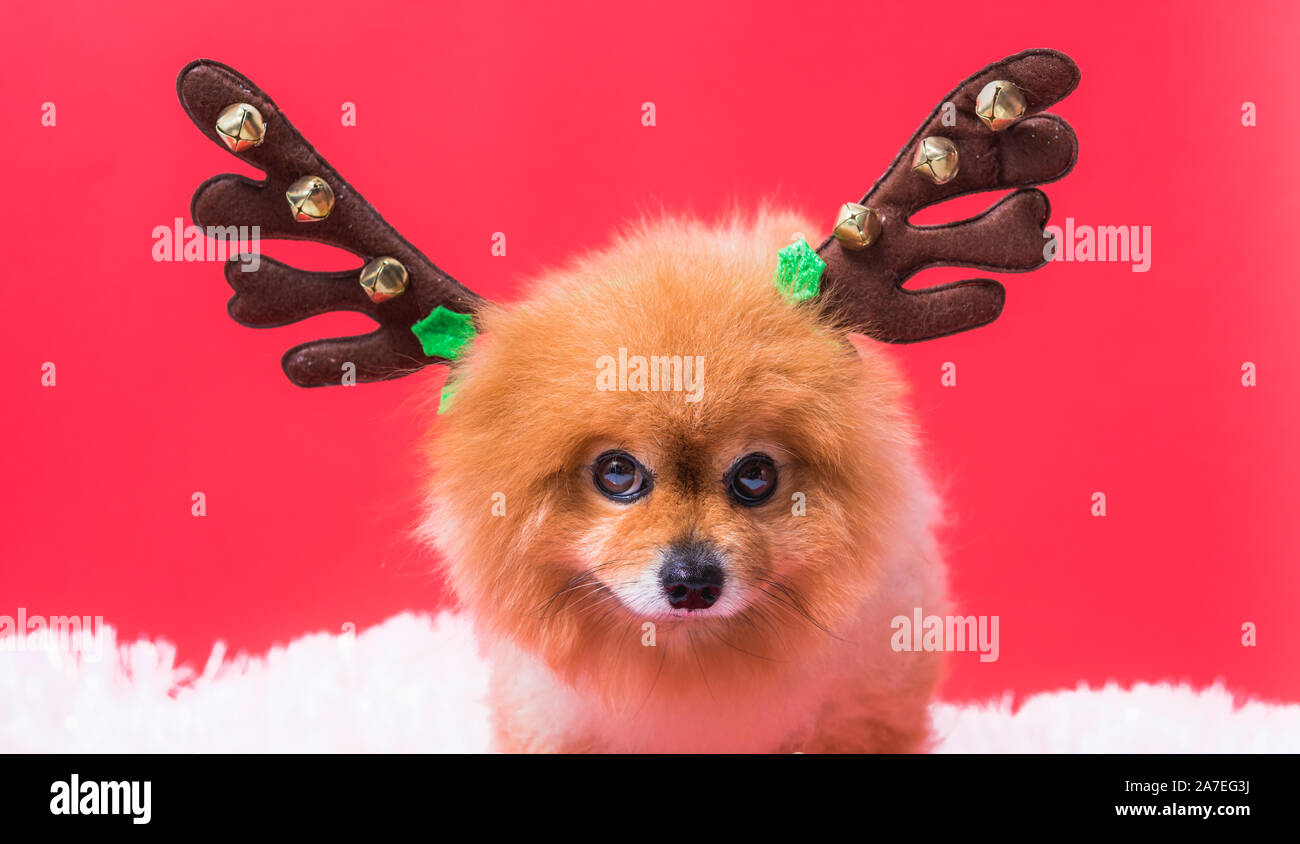 Detailansicht Chihuahua Hund lustig Portrait in Rentier, Weihnachten reh Kostüm auf rotem Hintergrund Stockfoto