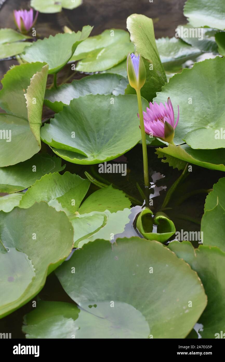 Lotus Blumen in Bangkok. Stockfoto