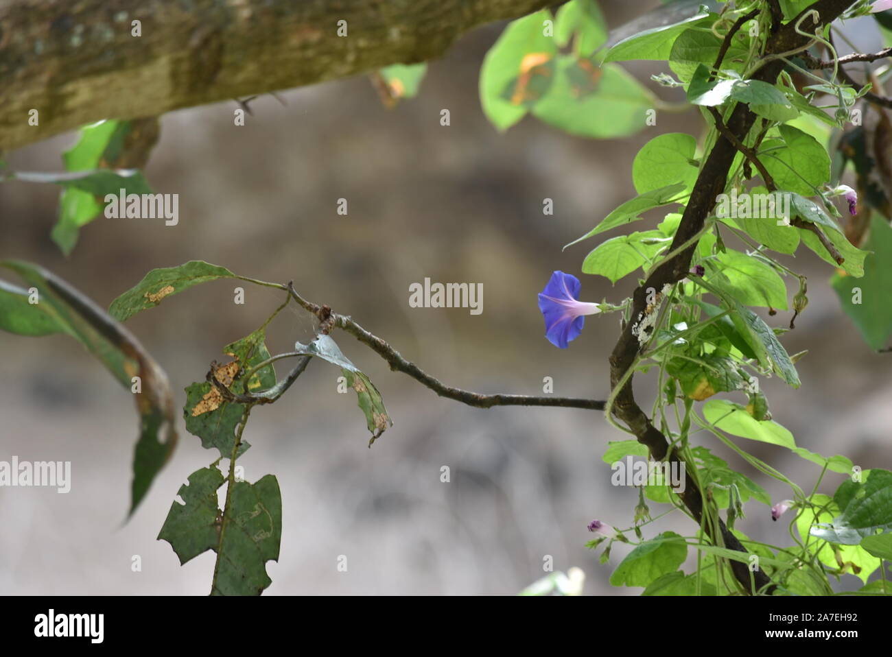Einzelne violette Morning Glory Blume auf Wild Climbing Rebe Stockfoto