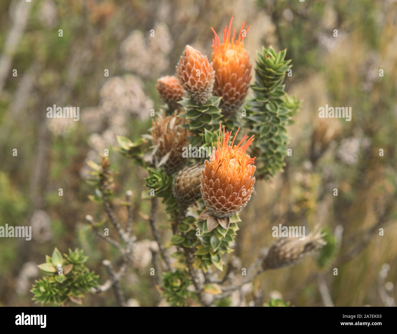 Chuquiraga jussieui, 'Blume der Anden' wächst in der Nähe von den Hängen des Vulkan Cotopaxi, Ecuador Stockfoto