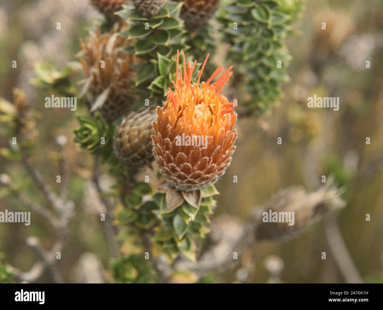 Chuquiraga jussieui, 'Blume der Anden' wächst in der Nähe von den Hängen des Vulkan Cotopaxi, Ecuador Stockfoto