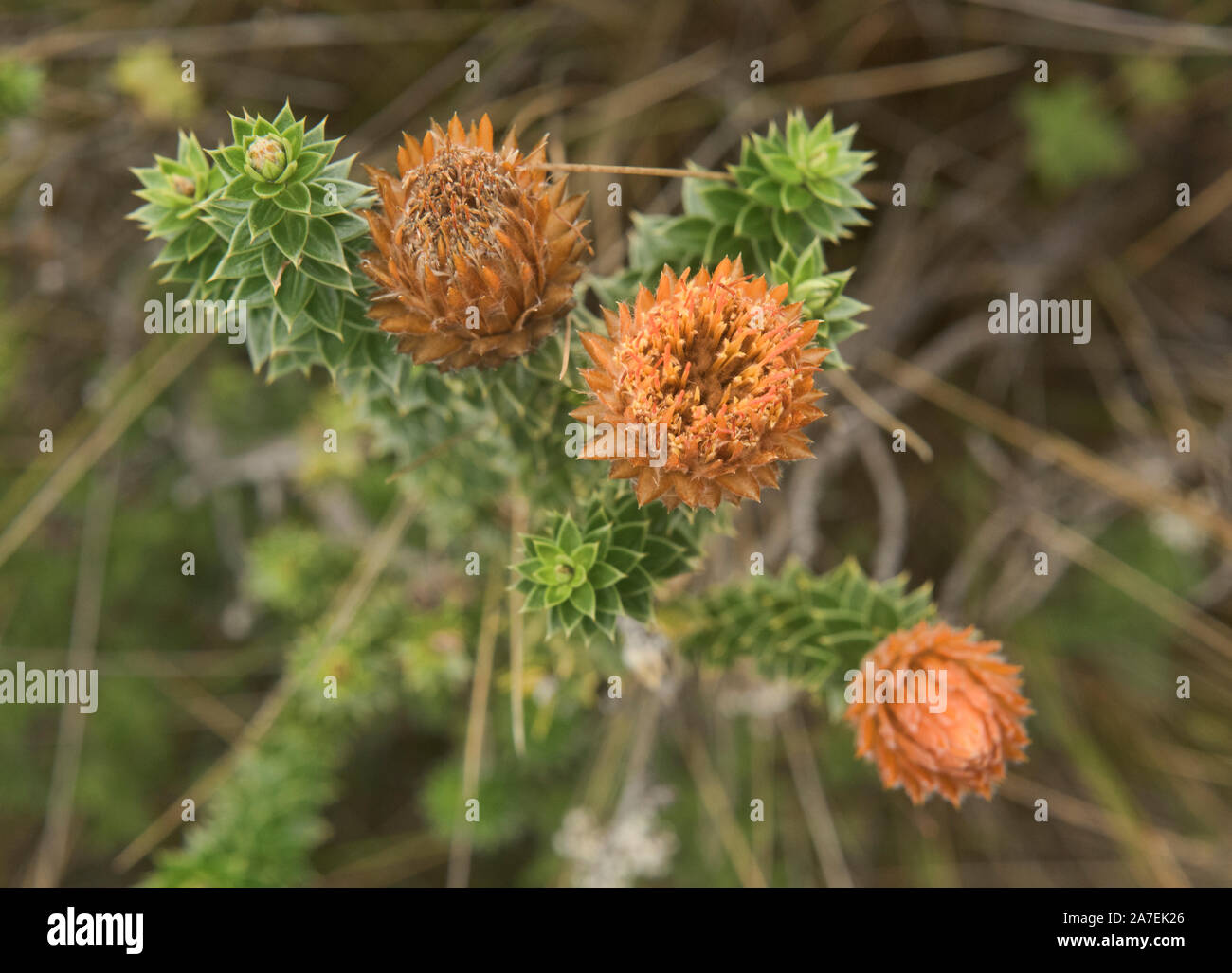 Chuquiraga jussieui, 'Blume der Anden' wächst in der Nähe von den Hängen des Vulkan Cotopaxi, Ecuador Stockfoto