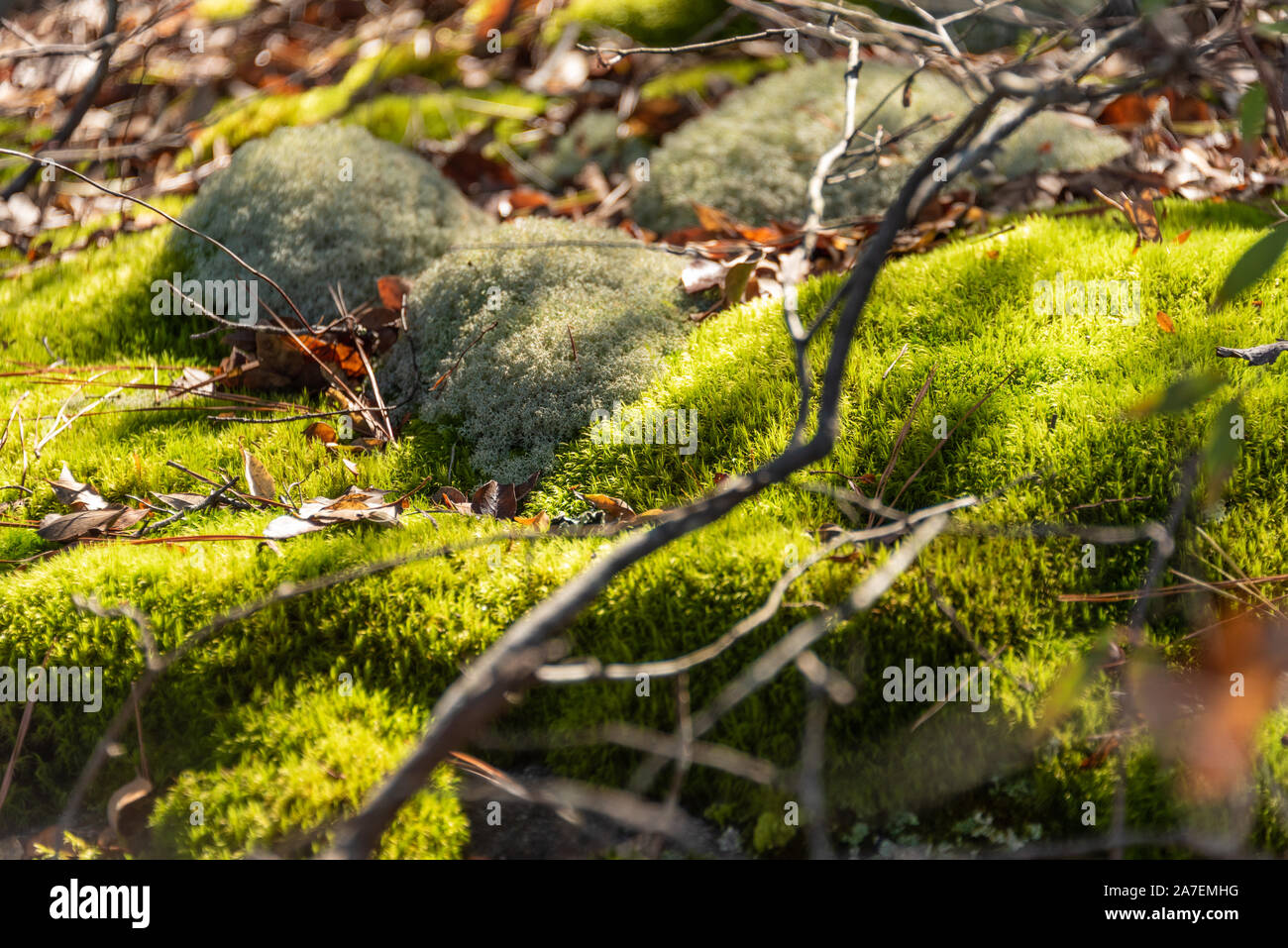 Sonnendurchfluteten grünen Moos Boden Deckel Panola Mountain State Park in der Arabia Mountain National Heritage Area in der Nähe von Atlanta, Georgia. (USA) Stockfoto