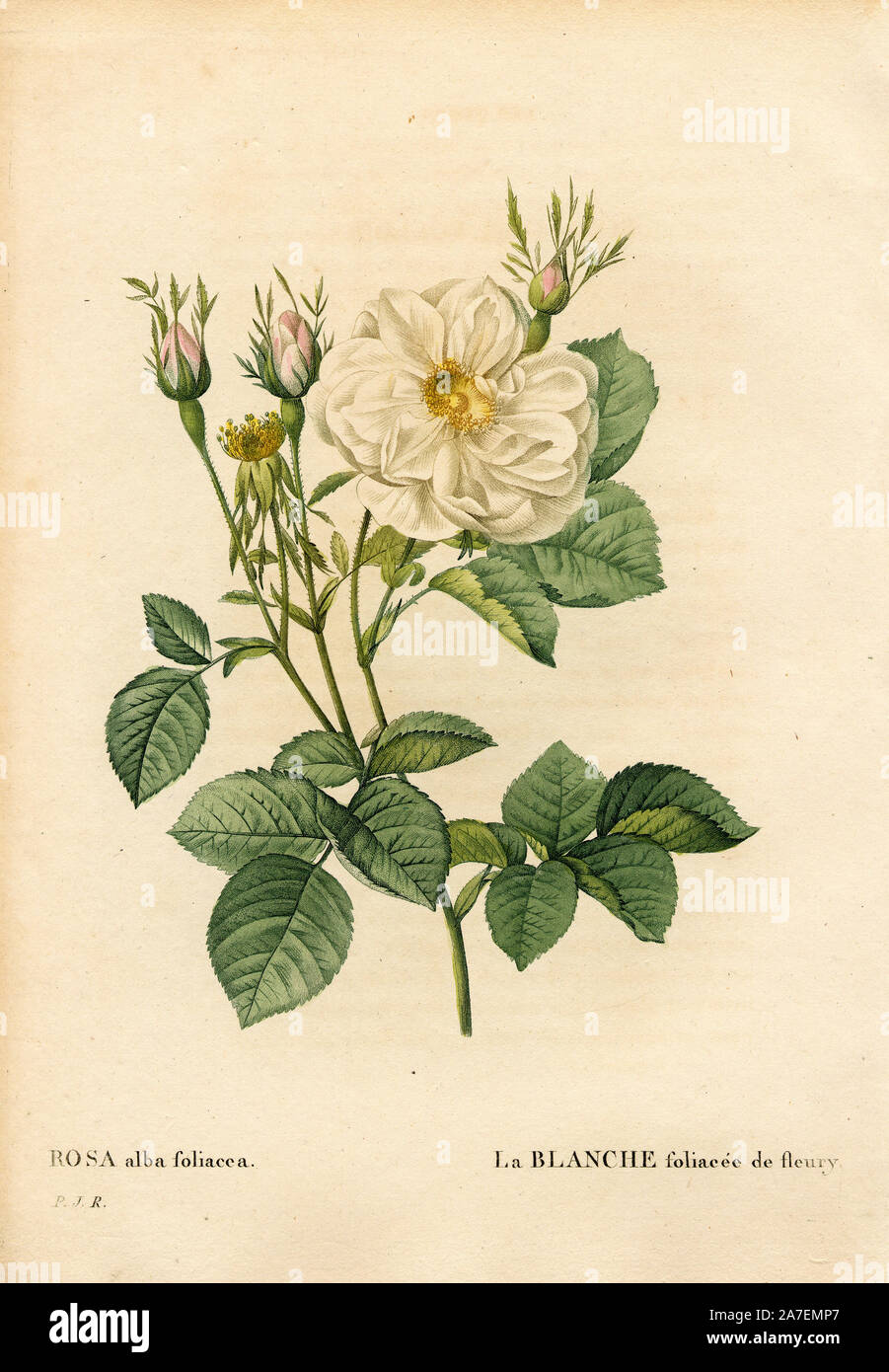 Grünen weiße Rose von Fleury, Rosa Alba Sorte, la Blanche foliacee de Fleury. Papierkörbe Walze Kupferstich von Pierre Joseph Redoute "Les Roses", Paris, 1828. Redoute war Botanical Artist zu Marie Antoinette und Kaiserin Josephine. Malte er über 170 Aquarelle von Rosen aus den Gärten von Malmaison. Stockfoto