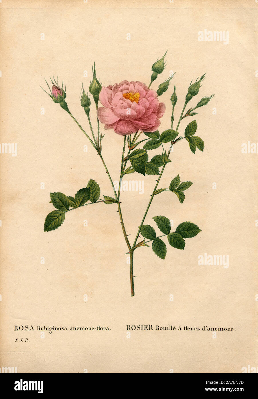Anemone-blühenden sweetbriar Rose, Rosa rubiginosa Sorte, Rosier Rouillé à fleurs d'anémone. Papierkörbe Walze Kupferstich von Pierre Joseph Redoute "Les Roses", Paris, 1828. Redoute war Botanical Artist zu Marie Antoinette und Kaiserin Josephine. Malte er über 170 Aquarelle von Rosen aus den Gärten von Malmaison. Stockfoto