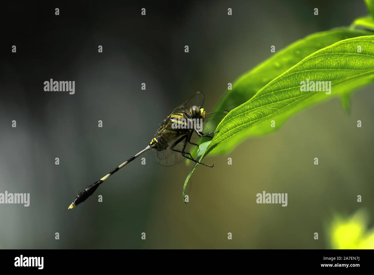 Eine grüne Marsh hawk Dragonfly (Orthetrum sabina) sitzt auf einem Blatt in der Landschaft von West Bengalen in Indien Stockfoto