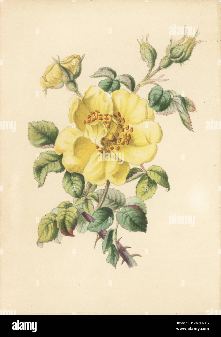 Gelbe bramble Rose, Rosa lutea, von Robert Tyas ''Königin der Blumen, oder Memoiren der Rose", London, 1840. Unsigned handkoloriert Lithographie, aber wahrscheinlich von James Andrews. Wenig ist über den Künstler James Andrews (18011876) neben seiner Arbeit bekannt. Dieser begabte Künstler lehrte Blume - Malerei zu den Jungen Damen und veröffentlicht eine Abhandlung "Lektionen in Blume Malerei" im Jahre 1835. Stumpfe nennt ihn einen Illustrator der sentimentalen Blume Bücher", räumt jedoch ein, dass er "sehr talentiert." Seine Unterschrift ja in vielen botanischen Geschenk Bücher für Verleger Robert Tyas aus "Die Stimmung der Blumen" (1836) Stockfoto