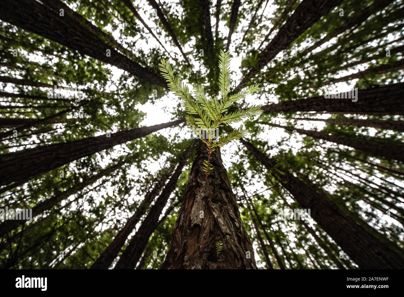 Baum des Lebens: das neue Wachstum am Stamm eines Redwood Baum im Redwood Forest etwas ausserhalb von Melbourne, Australien. Stockfoto