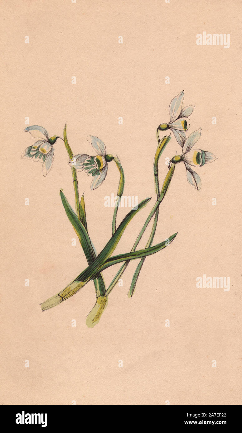 Schneeglöckchen, Galanthus nivalis, Trost in der Sprache der Blumen. Blüht im Januar. Papierkörbe Gravur von James Andrews für John Stevens Henslow's 'Bouquet des Souvenirs", London, 1840. Henslow (17961861) wurde an der Universität von Cambridge ausgebildet und kam es zu lehren, Lehrstuhl für Mineralogie in 1822 und Lehrstuhl für Botanik im Jahre 1825. Seine Vorlesungen wurden von einem jungen Charles Darwin besucht. James Andrews war ein begabter botanischen Künstler, der seine Talente auf Geschenk Bücher verschleudert. Stockfoto