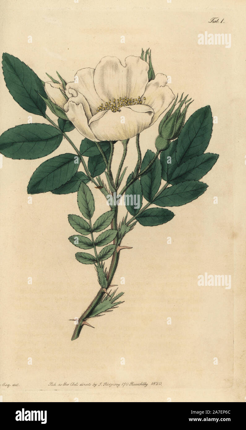 Lyell's Rose, Rosa lyellii, einzelne weiße Rose mit Blättern und Knospen. Papierkörbe Kupferstich von Watt graviert aus eine Illustration von John Lindley aus seinem eigenen "Monographia Rosarum oder einem botanischen Geschichte der Rosen", London, Ridgeway, 1820. Lindley (1799-1865) war ein englischer Botaniker spezialisiert auf Rosen und Orchideen. Lindley schrieb und illustrierte Monografie, wenn gerade 22 Jahre alt. Er ging zu dem "botanischen Registrieren' von 1829 bis 1847 zu bearbeiten. Stockfoto