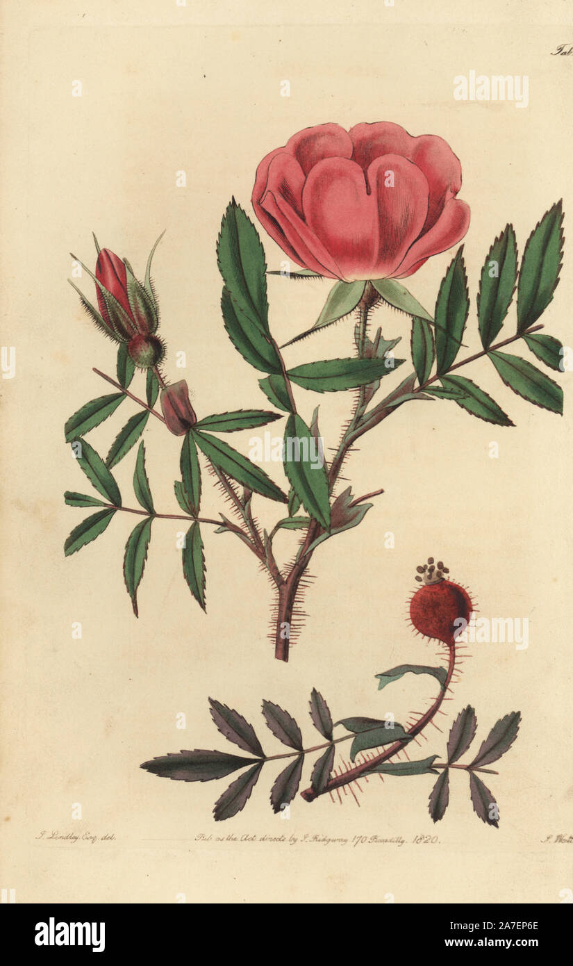 Zwerg Labrador leuchtende Rose, Rosa nitida. Papierkörbe Kupferstich von Watt graviert aus eine Illustration von John Lindley aus seinem eigenen "Monographia Rosarum oder einem botanischen Geschichte der Rosen", London, Ridgeway, 1820. Lindley (1799-1865) war ein englischer Botaniker spezialisiert auf Rosen und Orchideen. Lindley schrieb und illustrierte Monografie, wenn gerade 22 Jahre alt. Er ging zu dem "botanischen Registrieren' von 1829 bis 1847 zu bearbeiten. Stockfoto