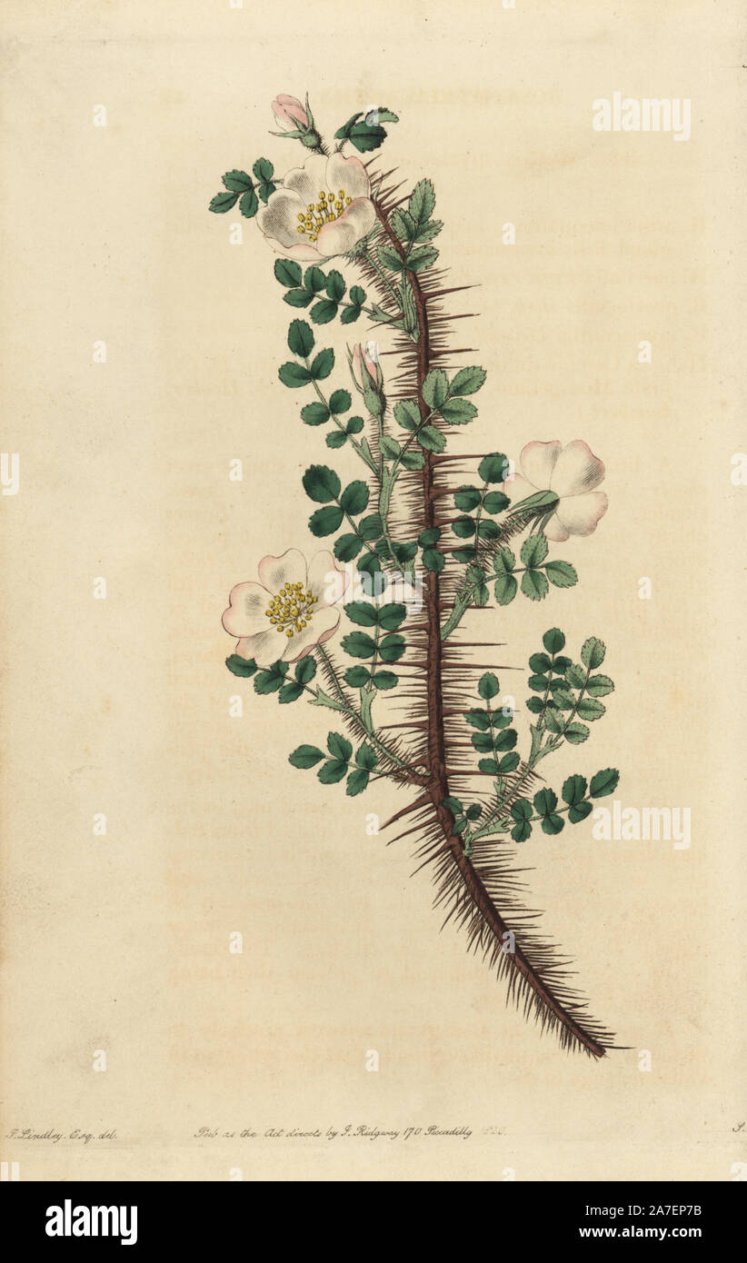 Tausend-Spined Rose, Rosa myriacantha, mit Blumen, Blüten und Dornen. Papierkörbe Kupferstich von Watt graviert aus eine Illustration von John Lindley aus seinem eigenen "Monographia Rosarum oder einem botanischen Geschichte der Rosen", London, Ridgeway, 1820. Lindley (1799-1865) war ein englischer Botaniker spezialisiert auf Rosen und Orchideen. Lindley schrieb und illustrierte Monografie, wenn gerade 22 Jahre alt. Er ging zu dem "botanischen Registrieren' von 1829 bis 1847 zu bearbeiten. Stockfoto