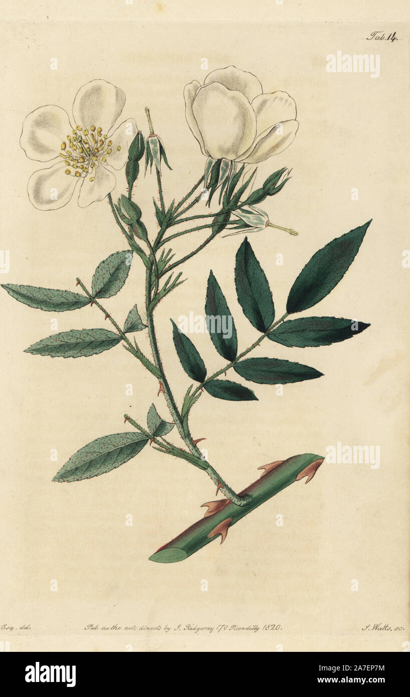 Himalayan Musk Rose, Rosa brunonii. Papierkörbe Kupferstich von Watt graviert aus eine Illustration von John Lindley aus seinem eigenen "Monographia Rosarum oder einem botanischen Geschichte der Rosen", London, Ridgeway, 1820. Lindley (1799-1865) war ein englischer Botaniker spezialisiert auf Rosen und Orchideen. Lindley schrieb und illustrierte Monografie, wenn gerade 22 Jahre alt. Er ging zu dem "botanischen Registrieren' von 1829 bis 1847 zu bearbeiten. Stockfoto