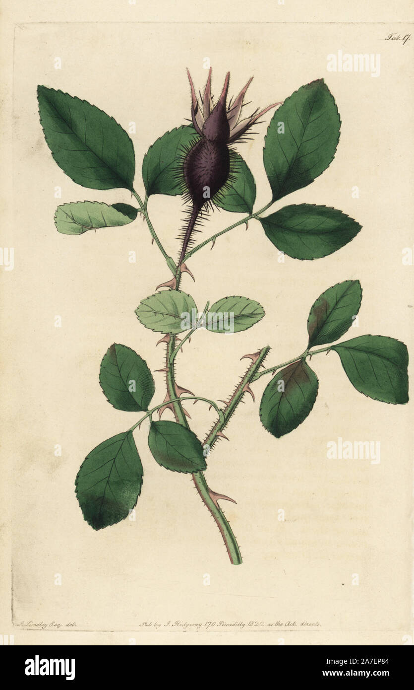 Cherokee Rose, Rosa, Rosa laevigata hystrix, mit stacheligen Bud. Papierkörbe Kupferstich von Watt graviert aus eine Illustration von John Lindley aus seinem eigenen "Monographia Rosarum oder einem botanischen Geschichte der Rosen", London, Ridgeway, 1820. Lindley (1799-1865) war ein englischer Botaniker spezialisiert auf Rosen und Orchideen. Lindley schrieb und illustrierte Monografie, wenn gerade 22 Jahre alt. Er ging zu dem "botanischen Registrieren' von 1829 bis 1847 zu bearbeiten. Stockfoto
