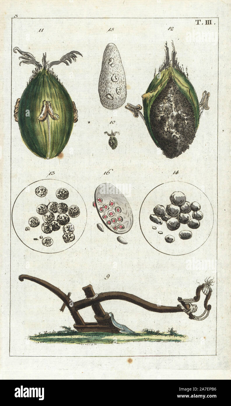 Ein Pflug 9, Weizen Kernel 10, vergrößerte Kernel 11, und vergrößerten verschimmelten Kernel 12. Papierkörbe Kupferstich eines botanischen Illustration von G. T. Wilhelm's 'Unterhaltungen aus der Naturgeschichte" (Enzyklopädie), Augsburg, 1811. Gottlieb Tobias Wilhelm (1758-1811) war ein Geistlicher und Naturforscher in Augsburg, Bayern. Stockfoto