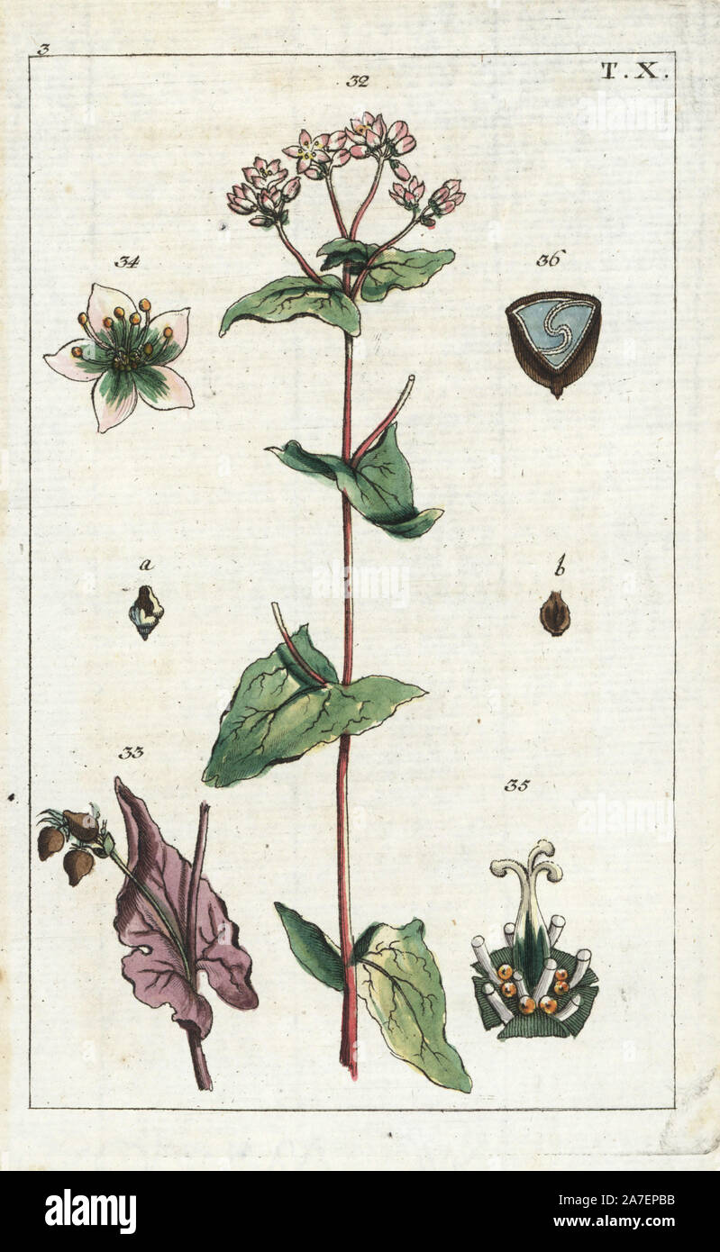 Buchweizen, Fagopyrum esculentum. Papierkörbe Kupferstich eines botanischen Illustration von G. T. Wilhelm's 'Unterhaltungen aus der Naturgeschichte" (Enzyklopädie), Augsburg, 1811. Gottlieb Tobias Wilhelm (1758-1811) war ein Geistlicher und Naturforscher in Augsburg, Bayern. Stockfoto