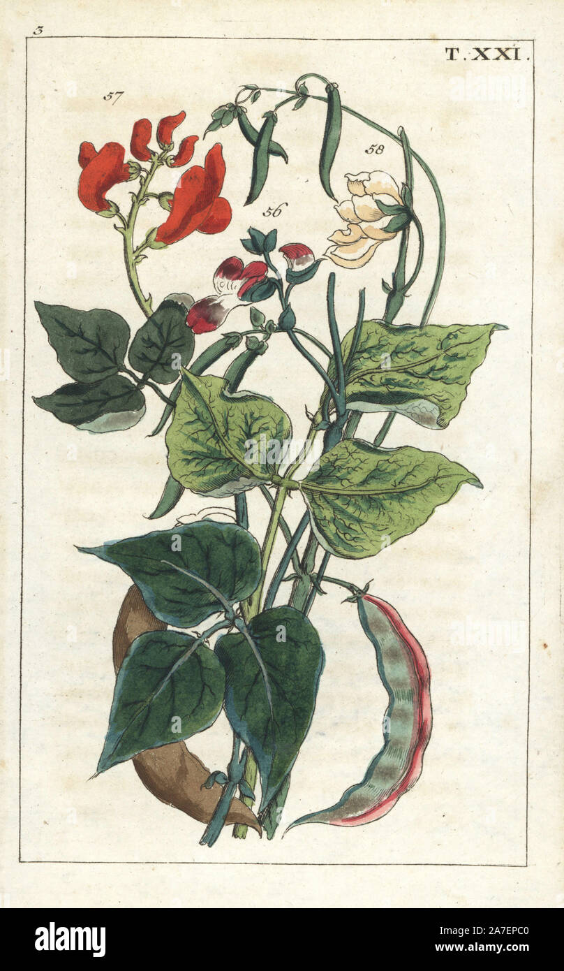 Gewöhnliche Bohne, Phaseolus vulgaris, 56, Scarlet runner bean, Ph. COCCINEUS 57 und Ph. nanus, Zwerg oder Gartenbohne, 58. Papierkörbe Kupferstich eines botanischen Illustration von G. T. Wilhelm's 'Unterhaltungen aus der Naturgeschichte" (Enzyklopädie), Augsburg, 1811. Gottlieb Tobias Wilhelm (1758-1811) war ein Geistlicher und Naturforscher in Augsburg, Bayern. Stockfoto