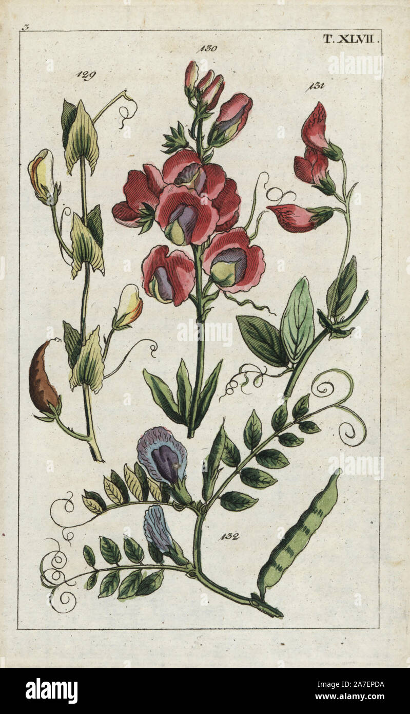 Gelbe vetchling, Lathyrus aphaca 129, ewige Erbse, Lathyrus latifolius 130, knötchenförmige Erbse, Lathyrus tuberosus 131, und gemeinsame vetch, Vicia sativa 132. Papierkörbe Kupferstich eines botanischen Illustration von G. T. Wilhelm's 'Unterhaltungen aus der Naturgeschichte" (Enzyklopädie), Augsburg, 1811. Gottlieb Tobias Wilhelm (1758-1811) war ein Geistlicher und Naturforscher in Augsburg, Bayern. Stockfoto