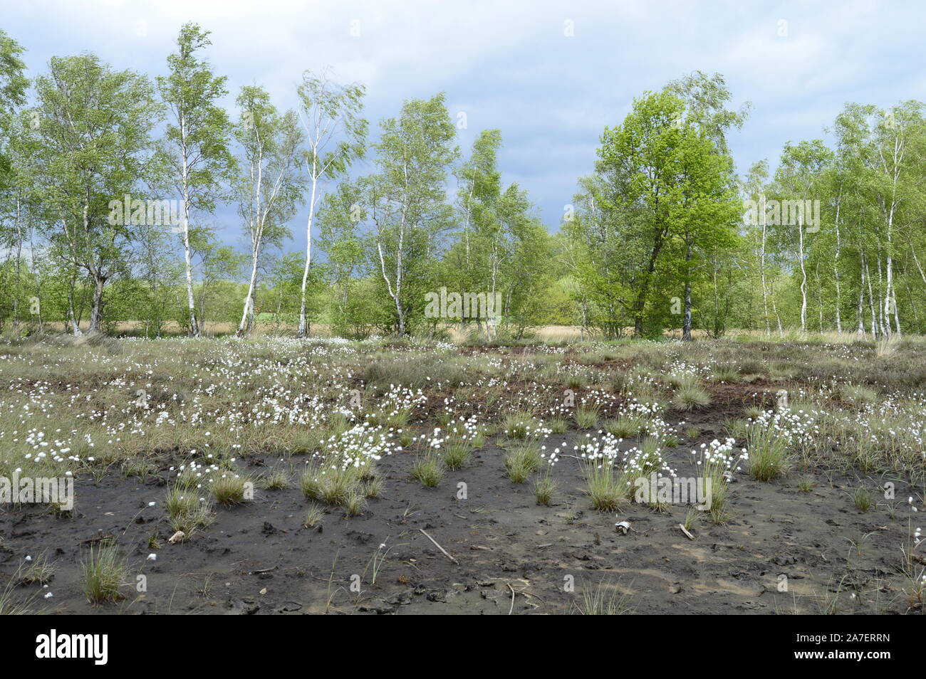 Moorland in Ostwestfalen Stockfoto