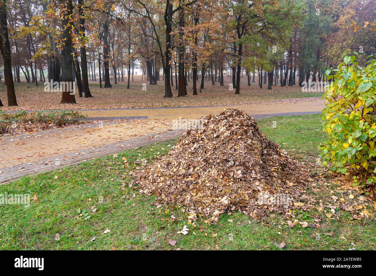 Ein Haufen der gefallenen Blätter im Herbst im Park, versammelten Kompost zu machen Stockfoto