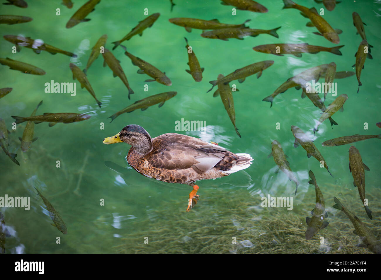 Ente und Fisch in Nationalpark Krka Stockfoto