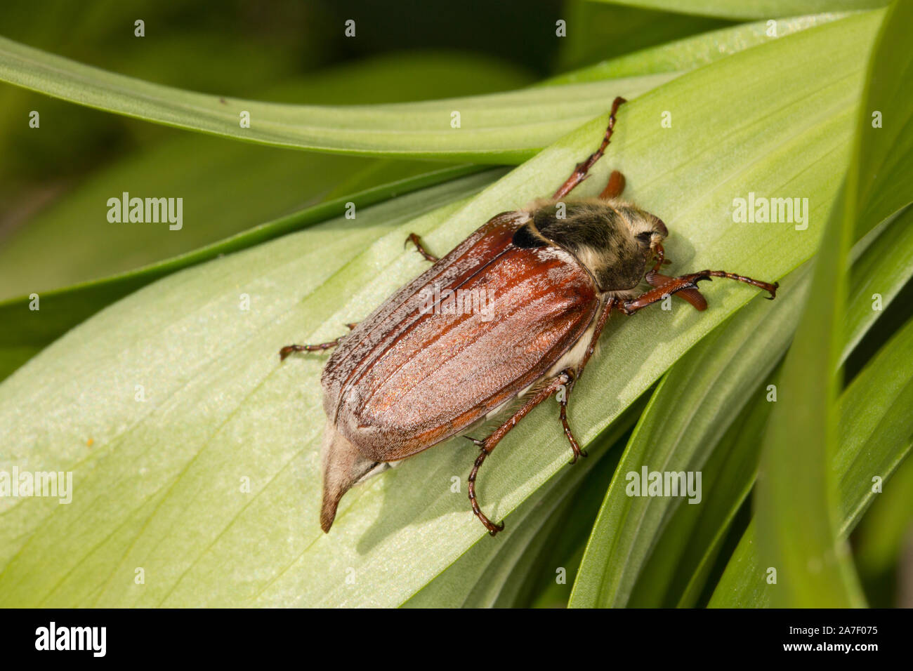 Ein Maikäfer Käfer oder Wanze, Melolontha melolontha, neben einem Garten Teich in North West England UK GB fotografiert. Stockfoto