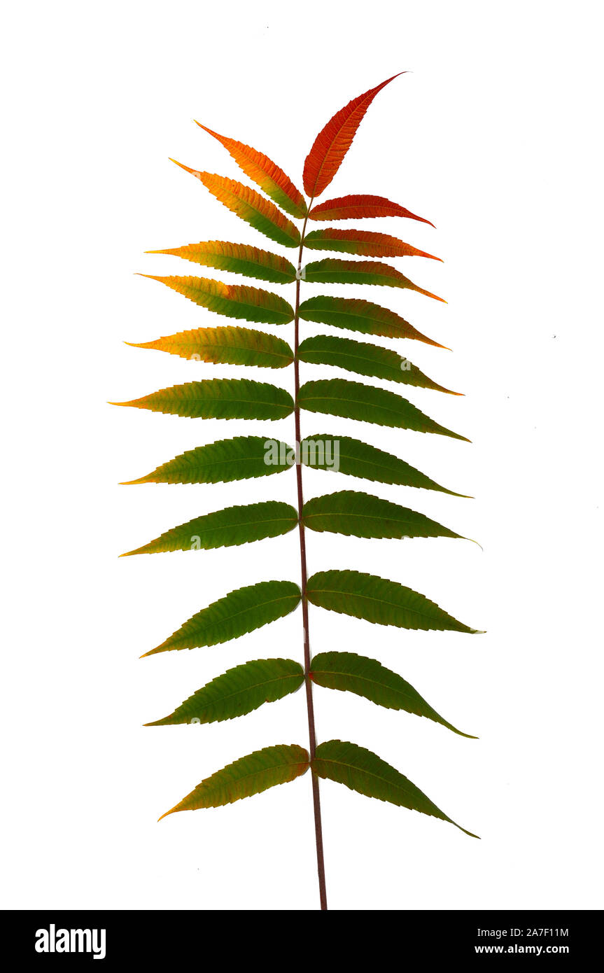 Herbst Zweig einer dekorativen sumac Baum mit bunten Blättern. Auf einem weißen Hintergrund. Vorlage für Designer Stockfoto Herbst Zweig einer dekorativen sumac Baum mit bunten Blättern. Auf einem weißen Hintergrund. Vorlage für Designer Stockfoto