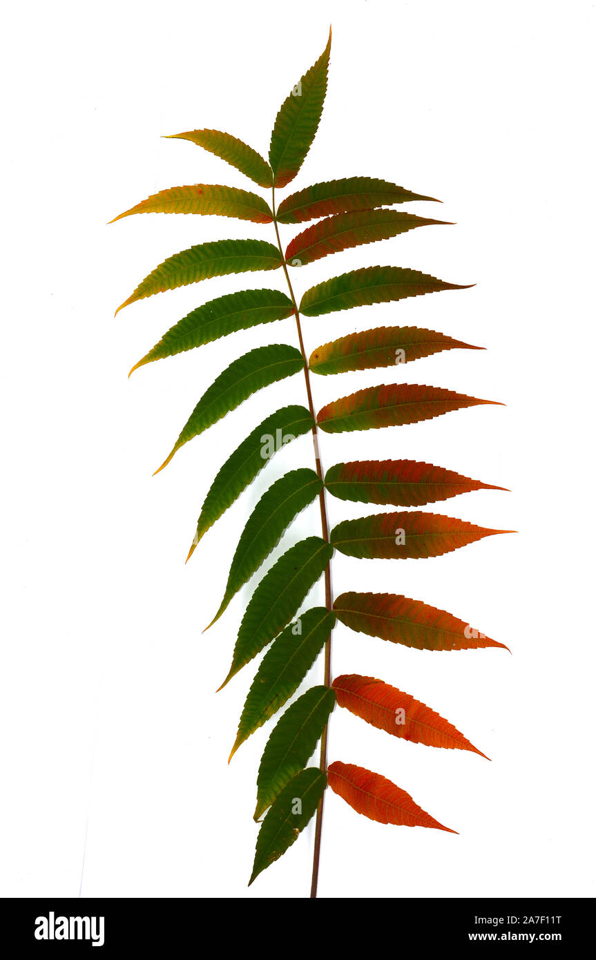 Herbst Zweig einer dekorativen sumac Baum mit bunten Blättern. Auf einem weißen Hintergrund. Vorlage für Designer Stockfoto Herbst Zweig einer dekorativen sumac Baum mit bunten Blättern. Auf einem weißen Hintergrund. Vorlage für Designer Stockfoto