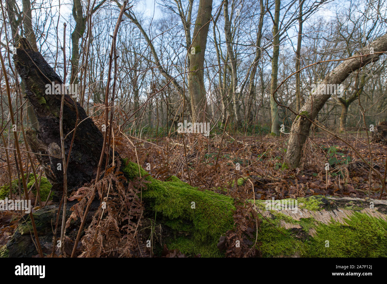 Sherwood Forest, wo Fracking folgende Entscheidung eine Boris Johnson's Regierung im November 2019 verboten worden ist. Stockfoto